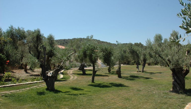 Gera's Olive Grove (Elaionas Tis Geras)