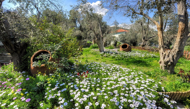 Gera's Olive Grove (Elaionas Tis Geras)