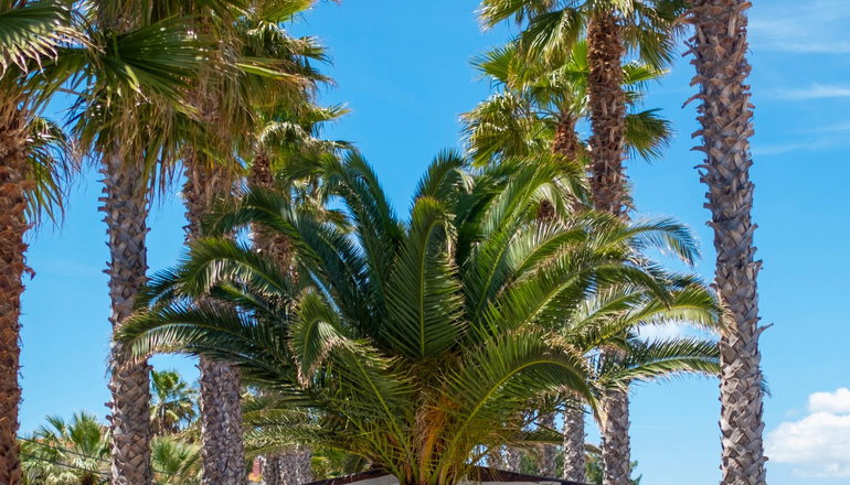 Tridente Mare Apart Hotel​ - Πευκοχώρι, Χαλκιδική