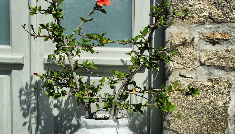 4* Paola’s Town Boutique Hotel - Δραφάκι, Μύκονος