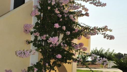 Captain's Villas - Κατελειός, Κεφαλονιά