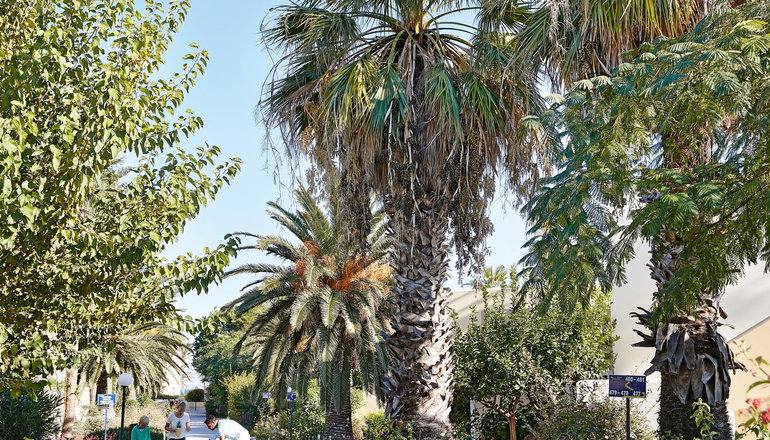 4* Grecotel Casa Paradiso - Μαρμάρι, Κως