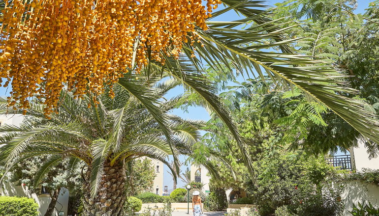 4* Grecotel Casa Paradiso - Μαρμάρι, Κως