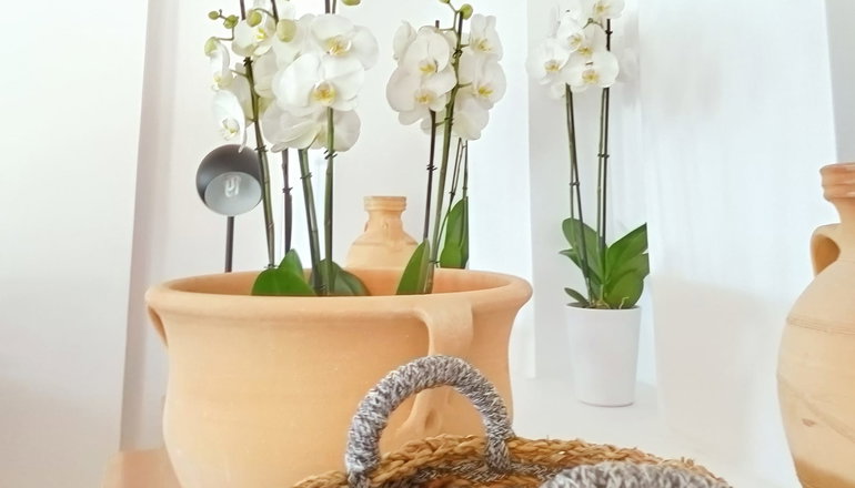 4* Grecotel Casa Paradiso - Μαρμάρι, Κως