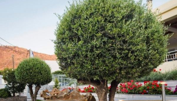 4* Almiriki Chios Rooms & Apartments - Λιθί, Χίος