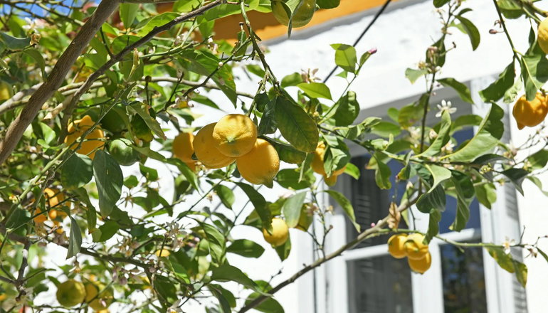Douskos Citrus Apartments
