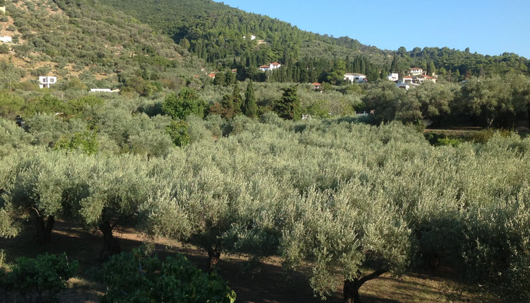4* Hotel Prince Stafilos - Χώρα, Σκόπελος