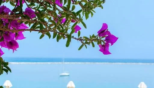 4* Kymi Palace Hotel - Εύβοια, Κύμη