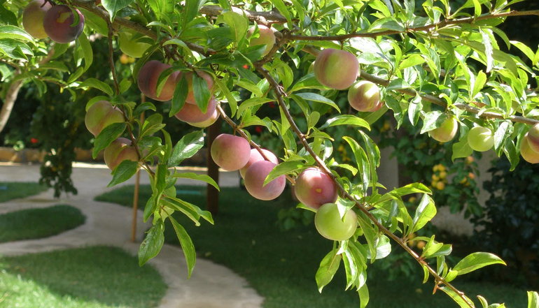 Hotel Ariadne Skyros