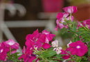 Aristotelis Apartments