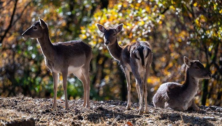 Bourazani Wild Life Resort