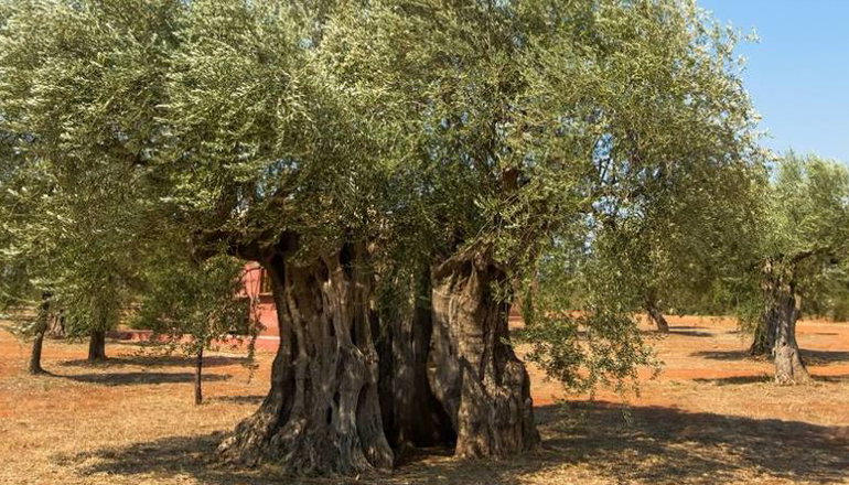 Eumelia Organic Agrotourism Farm - Γούβες, Λακωνία