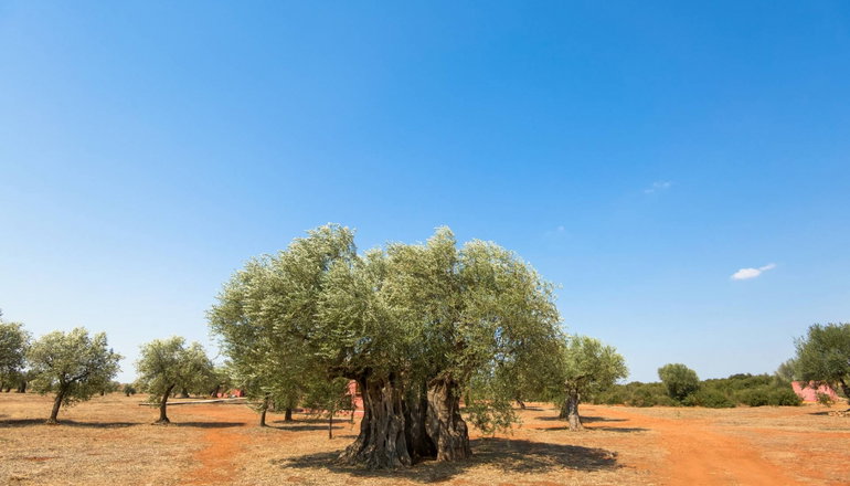 Eumelia Organic Agrotourism Farm - Γούβες, Λακωνία