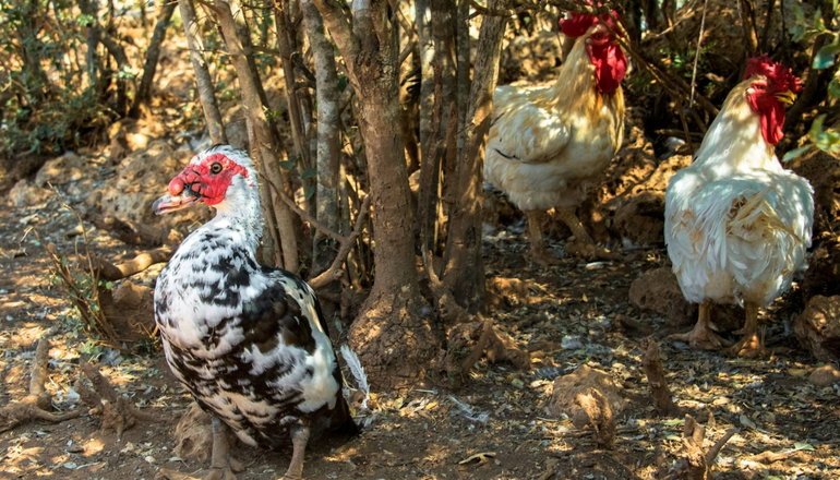 Eumelia Organic Agrotourism Farm - Γούβες, Λακωνία