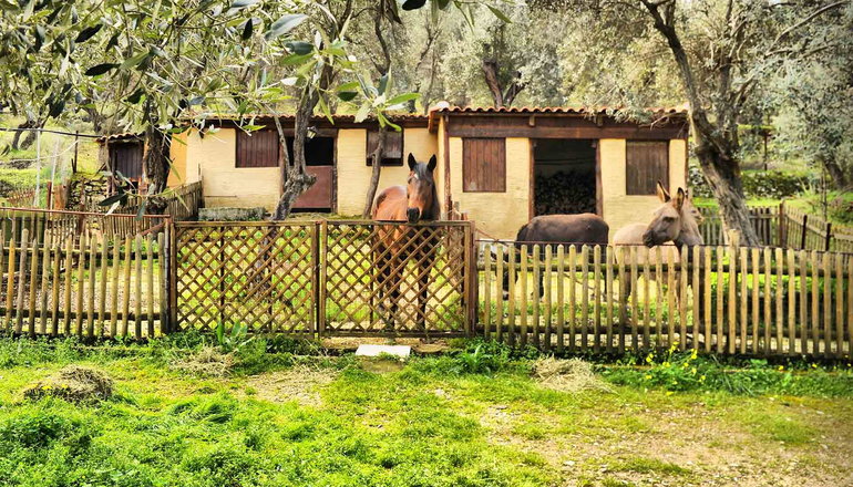 Gera's Olive Grove (Elaionas Tis Geras)