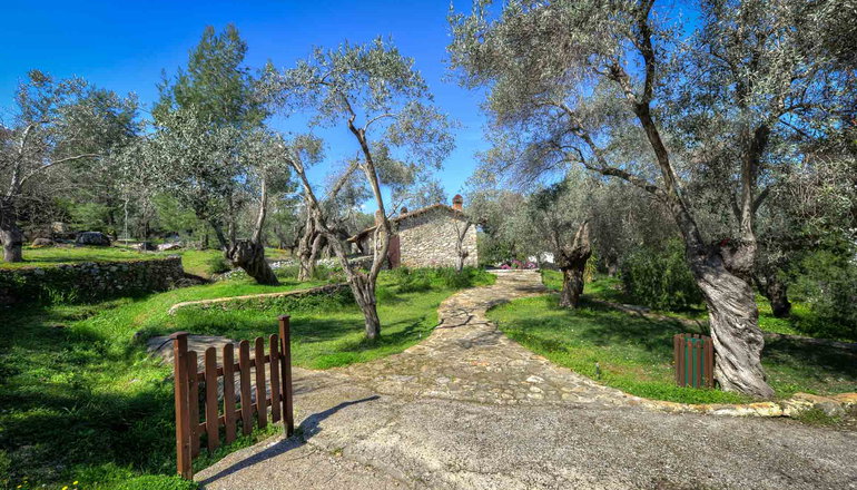 Gera's Olive Grove (Elaionas Tis Geras) - Κόλπος Γέρας, Λέσβος