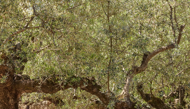 Liodentra - Καρδαμύλη, Μάνη