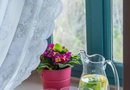 Shamrock Elati Retreats