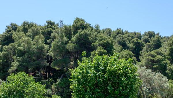Skiathos Holidays Suites & Villas - Βρομόλιμνος, Σκιάθος