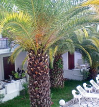 Sunshine Inn Hotel